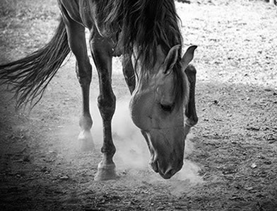 Haras Helvétia - O Criatório